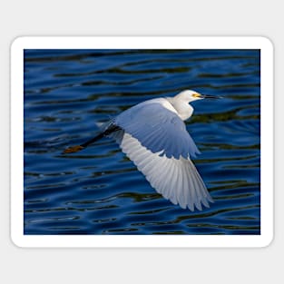 Snowy White Egret in Flight Sticker